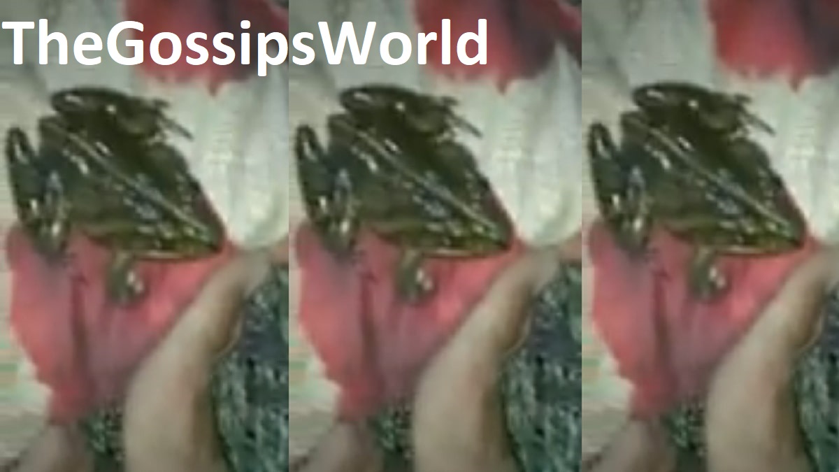 Video  Woman Gives Birth To A Frog Video  Full Clip Went Viral On Social Media - 35