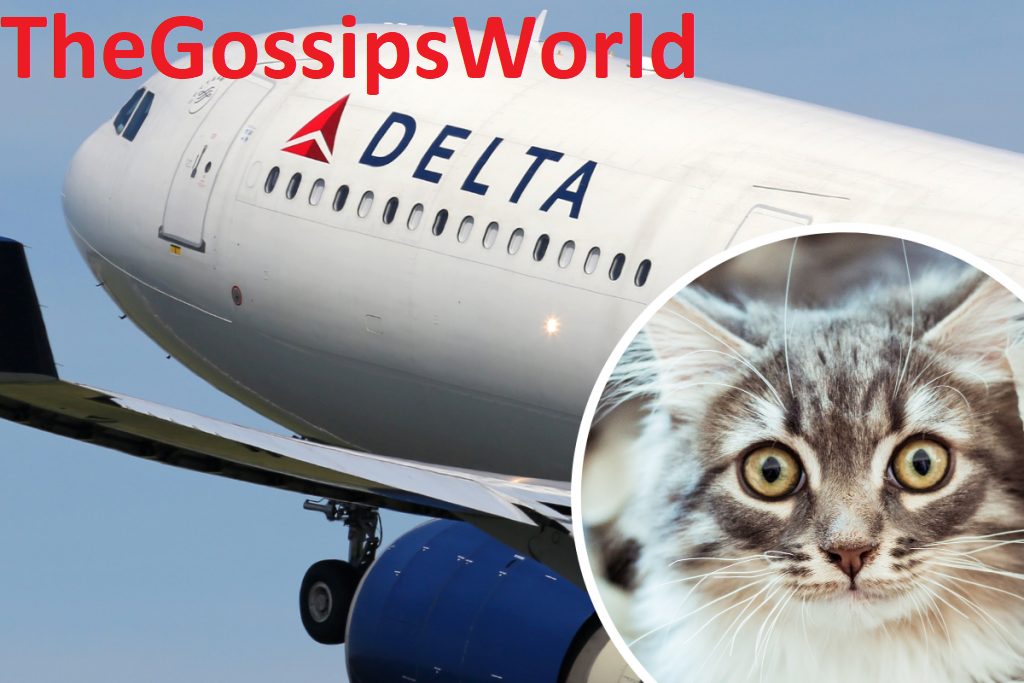 Woman Breastfeeding Cat In Delta Airlines Plane Video