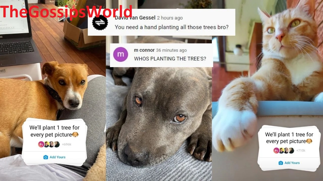 What Is We ll Plant 1 Tree For Every Pet Pic Trend  Is It A Scam  New Instagram Trend Reality Explained  - 3