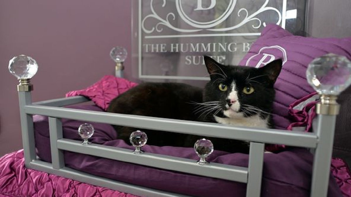 Explained  LUXURY CAT HOTEL YORKSHIRE  The Ings Luxury Cat Hotel in Dewsbury All Details Explained  - 74