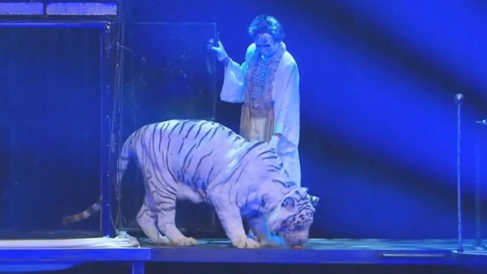 Siegfried and Roy Tiger Attack Video Went Viral On Social Media!