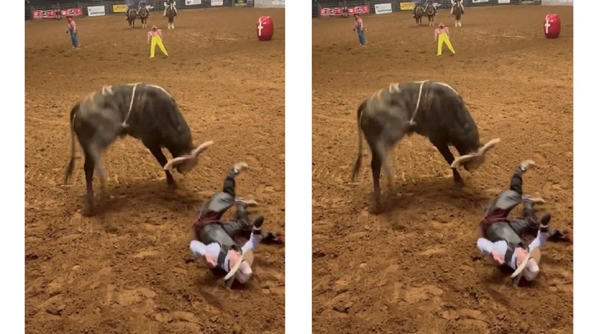 EXPLAINED  Dad Saves Son From Bull Riding  Watch Cody Hooks CCTV Footage Viral On Twitter   Reddit Link Health Update  - 54