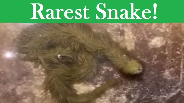 VIDEO  Furry Green Snake Thailand Video Went Viral On Twitter  Youtube  Reddit   Instagram  Leaves Everyone Scandalized  - 52