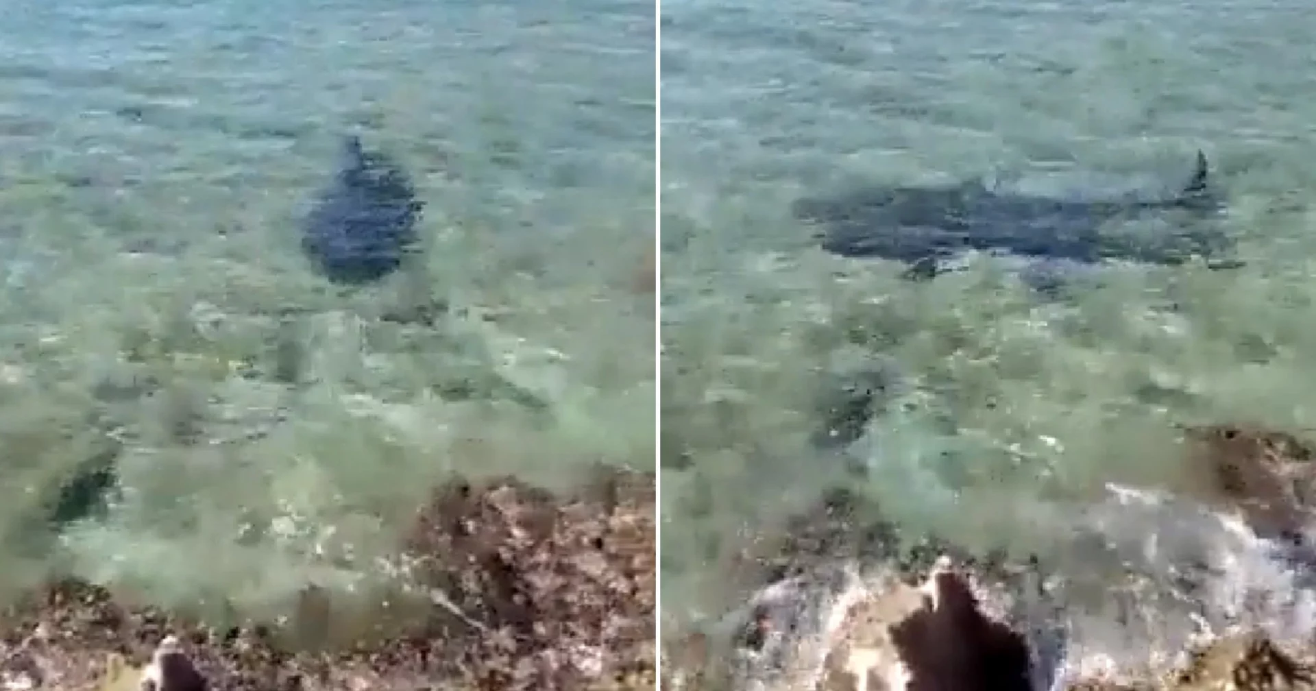 Italian Tourist Shark Attack Video