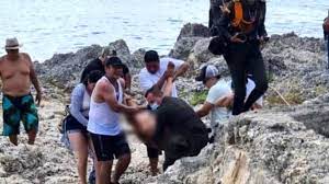 Italian Tourist Shark Attack On Caribbean Island Video, Full Viral Video On Twitter & Reddit!