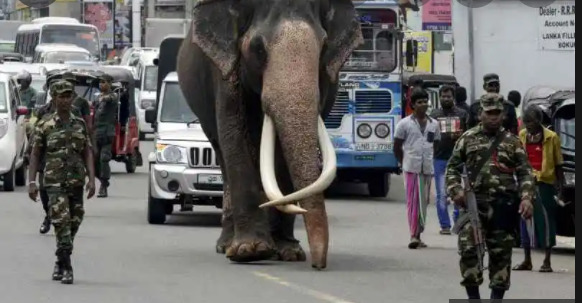 What Was Nadungamuwa Raja Cause of Death  What Happened to Him  Indian Tusker Elephant Nadungamuwa Raja Dies - 52