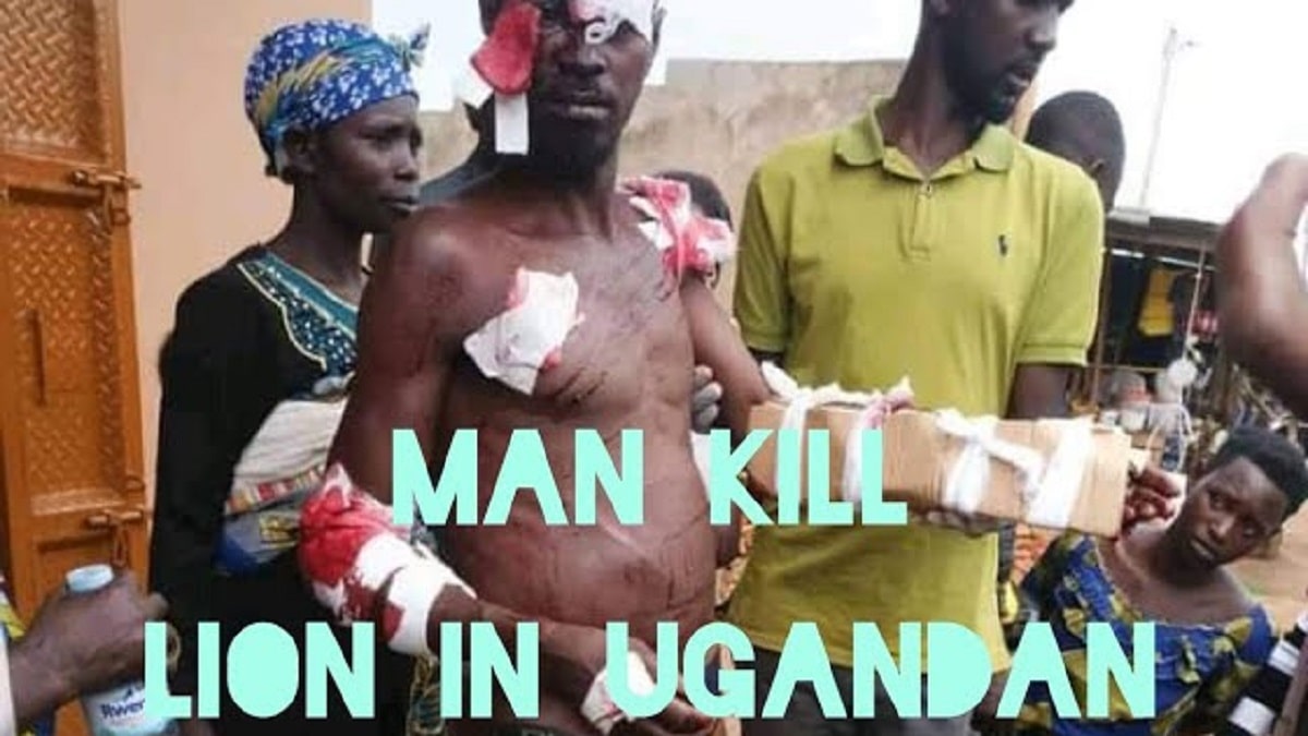 VIDEO  MAN KILLED LION WITH BARE HANDS IN UGANDA VIDEO Viral On Twitter  Reddit  Youtube   Instagram  - 12