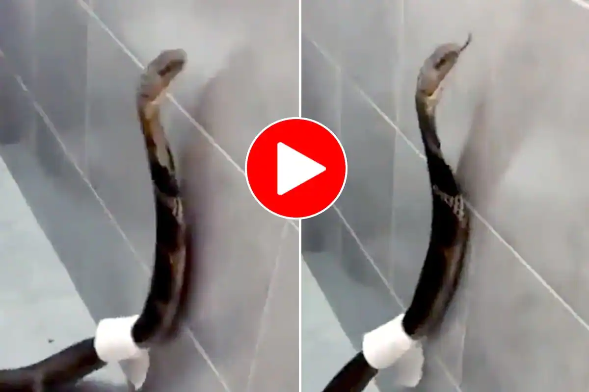 King Cobra Enters Bathroom Wraps Toilet Paper Around Itself Video