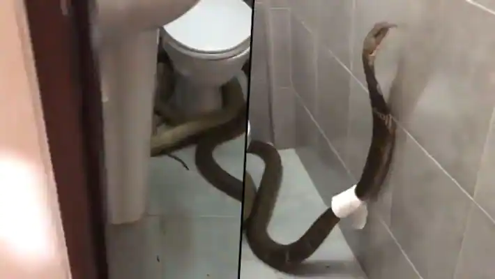 King Cobra Enters Bathroom & Wraps Toilet Paper Around Itself Full Video Viral All Over, Leaves Everyone Scandalized!