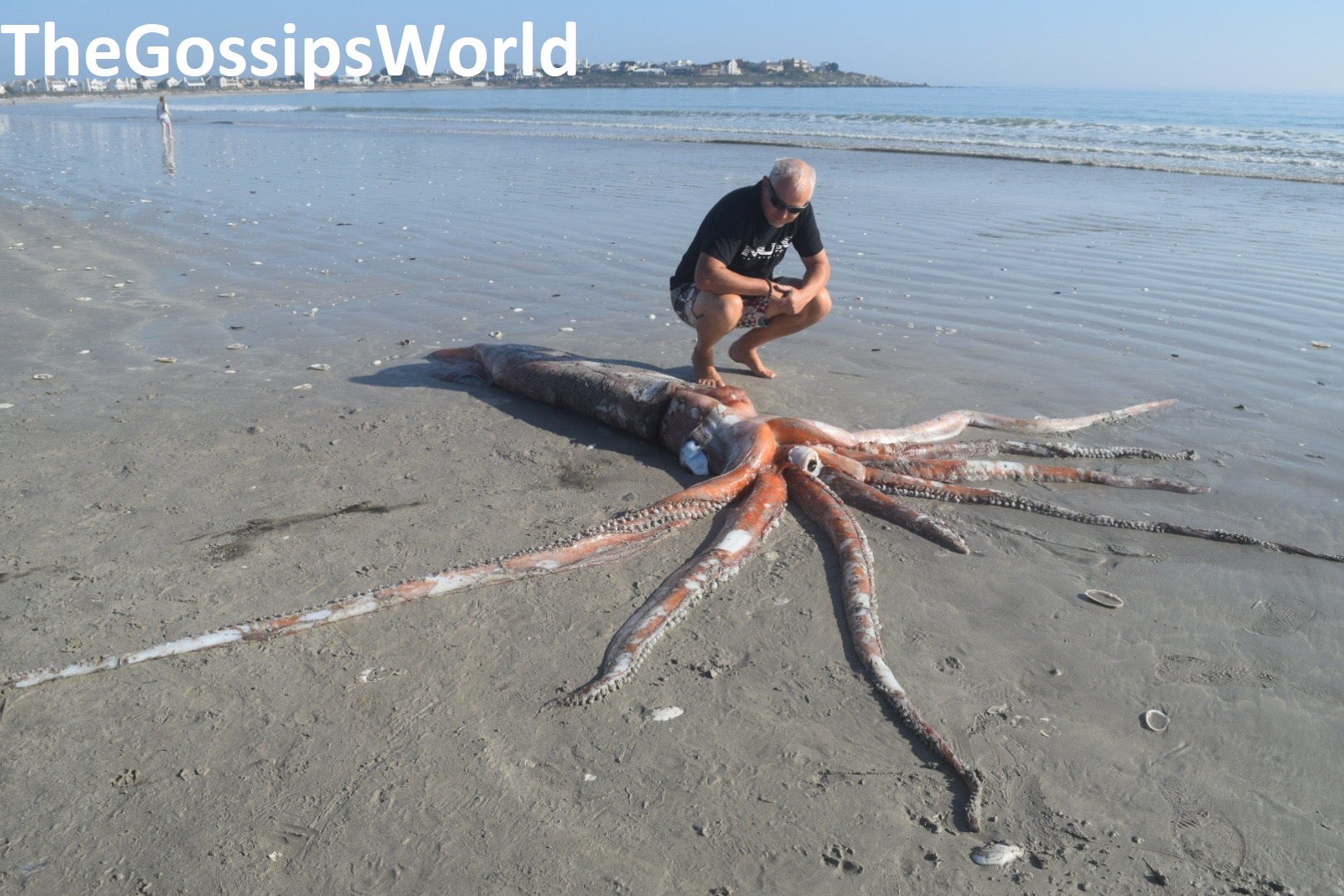 Giant Squid Cape Town