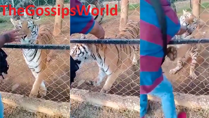 ZooKeeper Tiger Attack Video