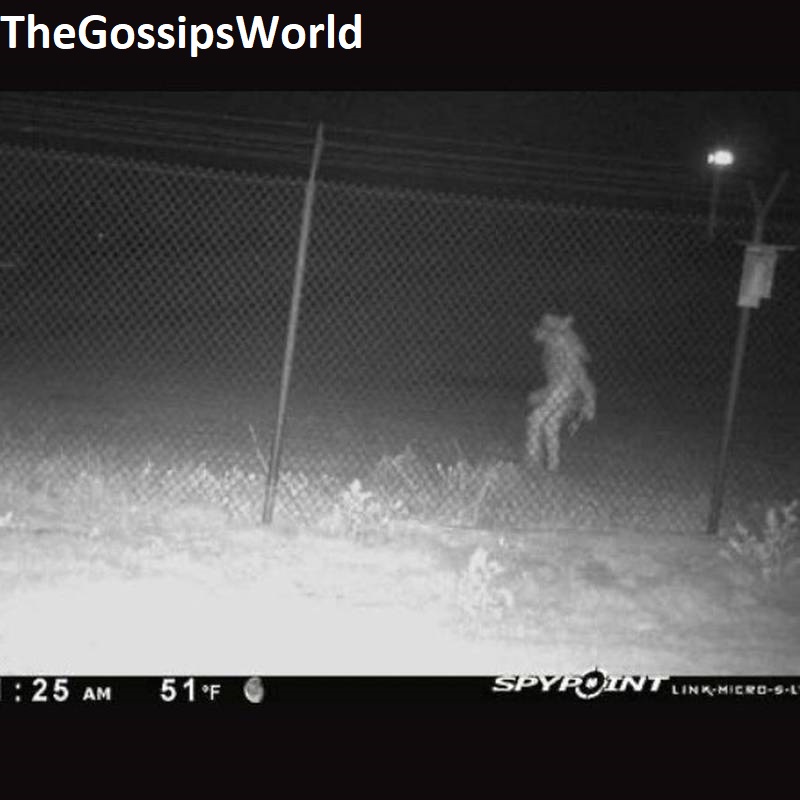 Amarillo Zoo Creature Video CCTV Footage Went Viral On Twitter, Reddit, Instagram & YouTube!