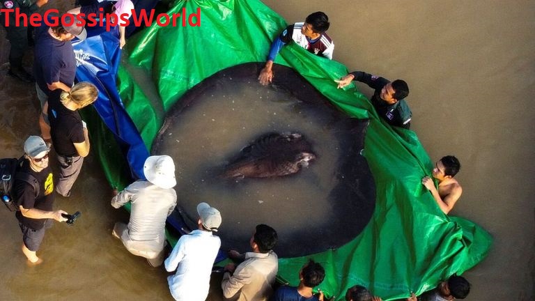 Video of giant stingray, the world's largest freshwater fish